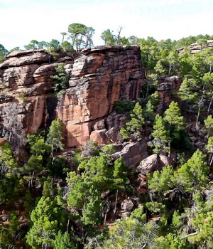 El Paisaje Protegido de los Pinares de Rodeno de la Sierra de Albarracn posee unas peculiaridades geolgicas y vegetales extraordinar
ias